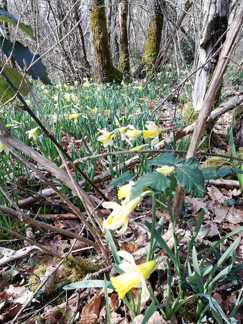 Die wilden Narzissen im Wald zwischen Plottes und Ozenay