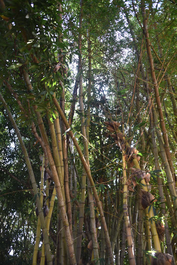 bambus garten, time-out-art-camp, kenia