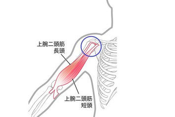 野球肩に関連する上腕二頭筋などの筋肉の解剖図