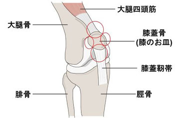バレエによる膝の痛みが出る膝の前側の部位の解剖図（膝蓋骨に付着する大腿直筋や膝蓋腱など）