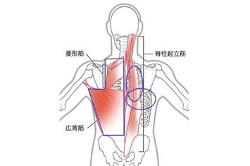投球時の背中や脇腹の痛みに関連する広背筋などの筋肉の解剖図