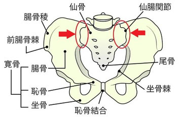 ぎっくり腰の痛みが出やすい仙腸関節を赤い丸と矢印で示した骨盤の構造図（仙骨、寛骨、恥骨結合など）