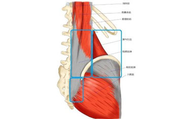 ぎっくり腰の痛みが出やすい腰や臀部の筋肉の解剖図（腰方形筋や大殿筋など）