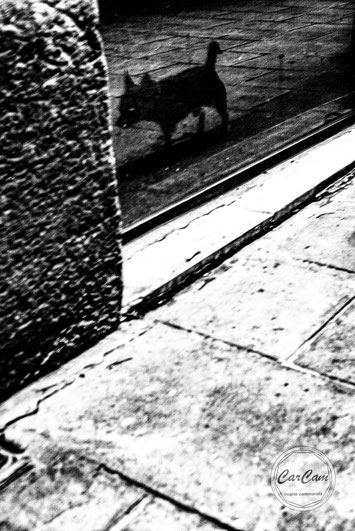 Barcelone, street photography, noir et blanc, black and white, art, travel, chien