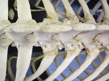 Top view of thoracic vertebrae and joints connecting them