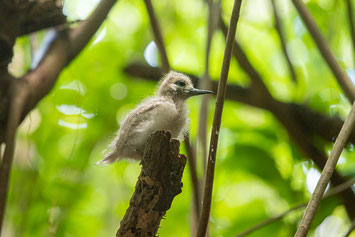Weißschwanz, Tropikvogel, cousin, island, seychellen, vogel