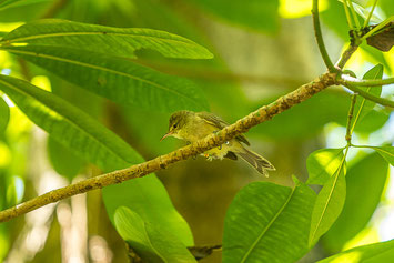 Rohrsänger, cousin, island, seychellen, vogel