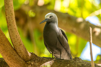 Schlankschnabelnoddi, cousin, island, seychellen, vogel
