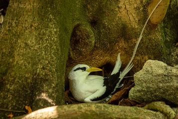 Weißschwanz-Tropikvogel, cousin, island, seychellen, vogel