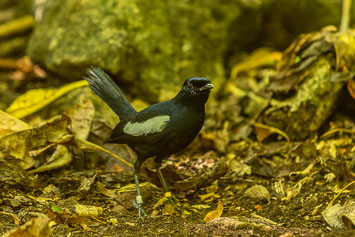 Dajal, cousin, island, seychellen, vogel