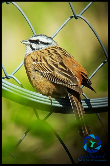 Rock bunting on a fence