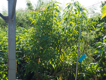 アーウィンマンゴー　2025/10/18