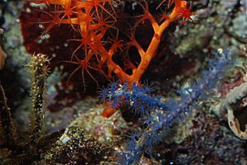 farbige Gorgonien