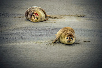 Robben # Somme Bucht # Picardie