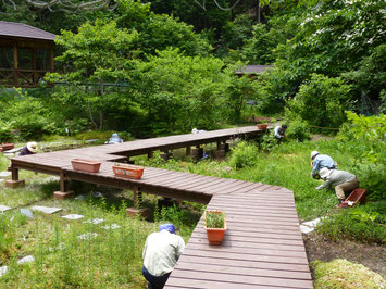 付属湿地の除草