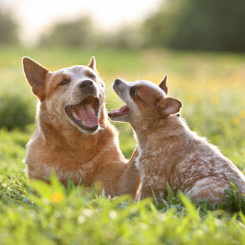 Hund zeigt Welpen die Hundesprache im Spiel