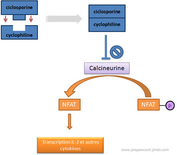 Mécanisme d'action de la ciclosporine