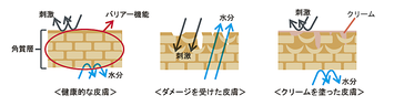 エクシートスキンクリームを塗った皮膚