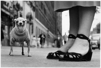 ELLIOTT ERWITT: A sweatered Chihuahua, New York City, 1946