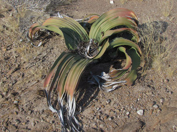 Welwitschia