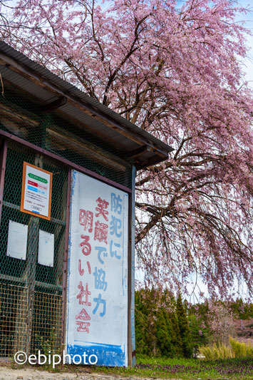 福島の桜