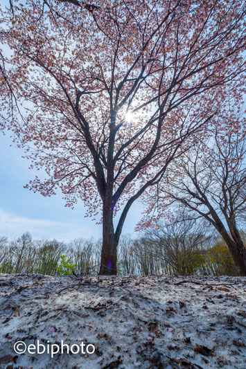残雪と桜