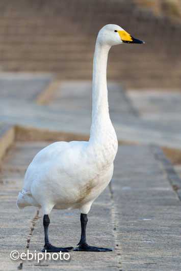 大河原町の白鳥