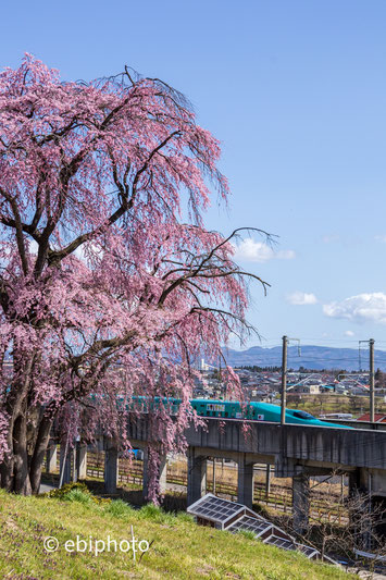 新幹線と枝垂れ桜