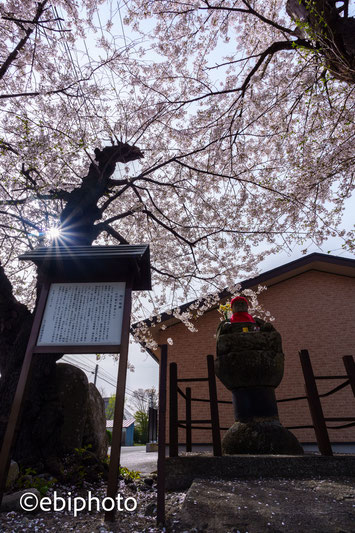 七ヶ宿の桜