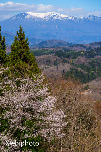 丸森町の桜と蔵王