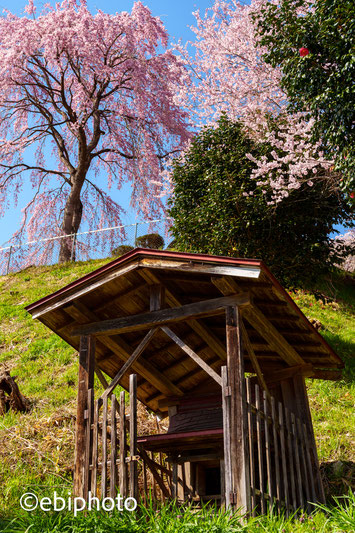 三春町の桜
