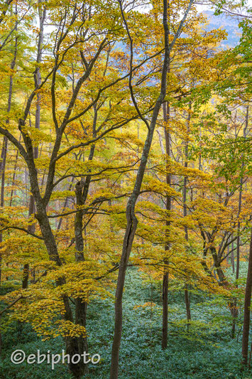 日光の紅葉