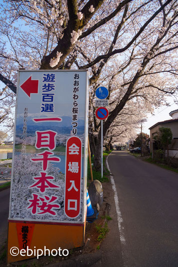 おおがわら桜まつり