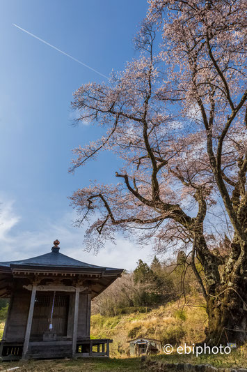 筆甫のウバヒガン桜