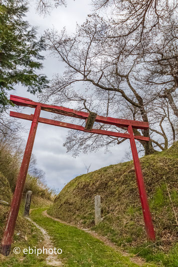 鳥居と桜