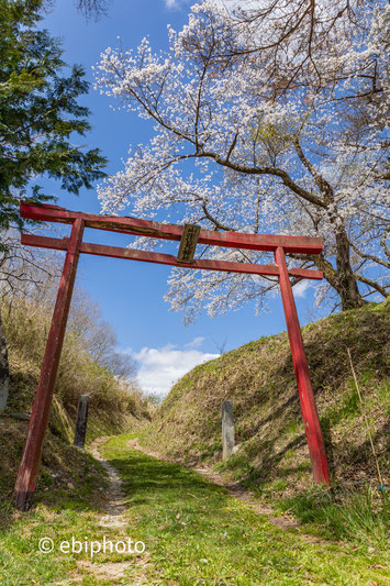 神社と桜