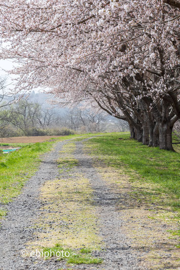 桜並木