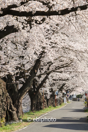 白石川堤一目千本桜