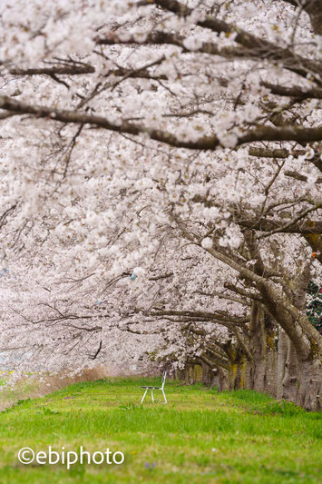 福島の桜
