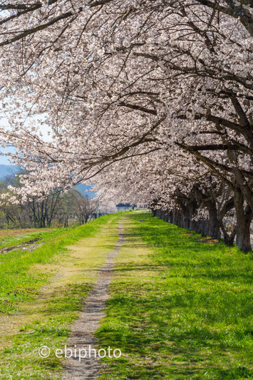 白石川堤一目千本桜