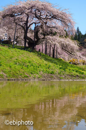 中島の地蔵桜