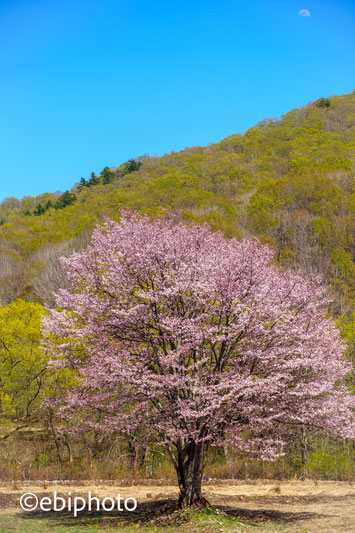 桧原の一本桜