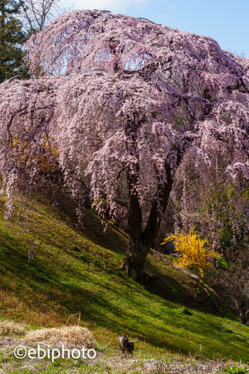 三春町の桜