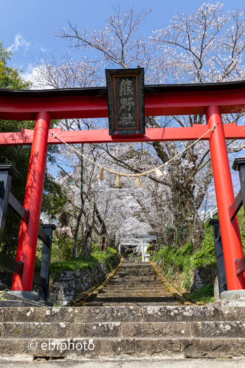 桜と神社