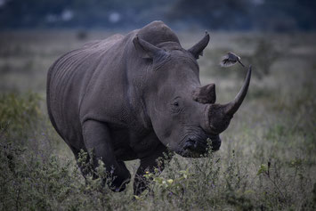 Lake Nakuru National Park.  Kenya