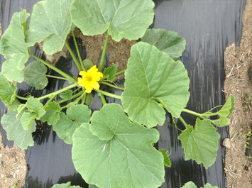 カボチャの花: 百子の日記ー俳句のある生活