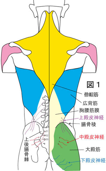 上殿皮神経と中殿皮神経障害 やまだカイロプラクティック・鍼灸院ホーム ページ