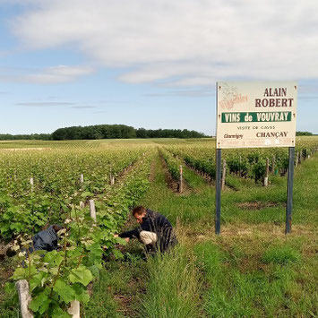 atelier-ébourgeonnage-vignes-Chançay-vignoble-Touraine-AOC-Vouvray-Val-de-Loire-Rendez-Vous-dans-les-Vignes-Myriam-Fouasse-Robert