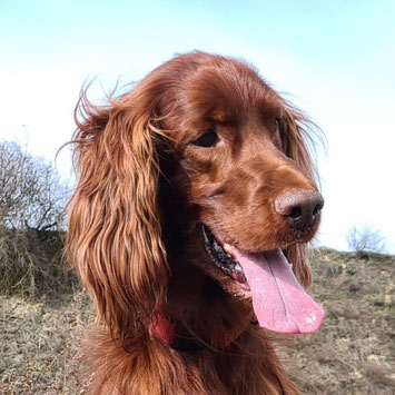 Irish Red Setter Royal Prince Rusty of the Red Dancing Sky