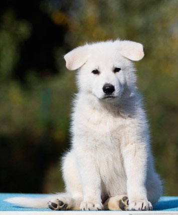 Matoskah´s Bright KENAI